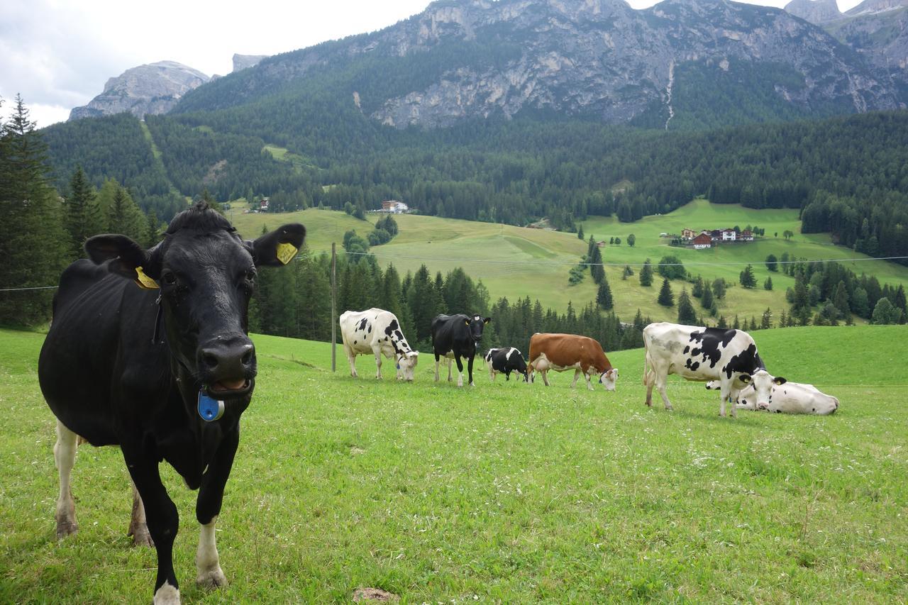 Agriturismo Anvi バディーア エクステリア 写真
